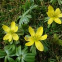 Eranthis hyemalis